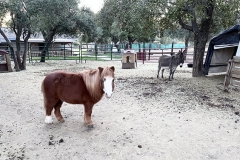 Barnponydonkey