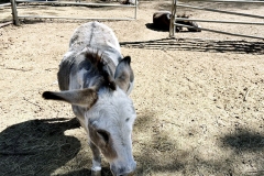 Farmdonkeys