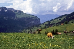 Wengen_cow_lr